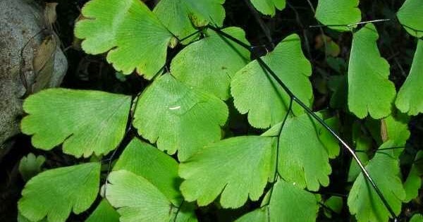 All About Science: Mengenal Ciri-Ciri Berbagai Jenis Paku