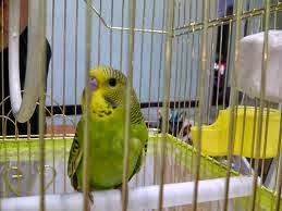 Muhabbet Kusu Muhabbet Kusu Telleri Kemiriyor