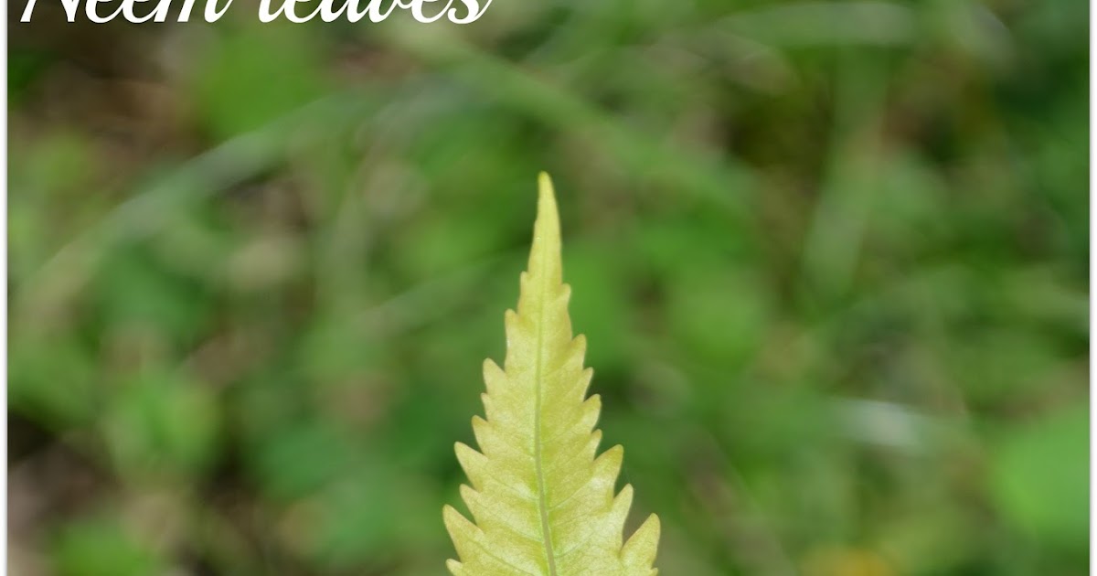 5 Top Skin, Hair & Health Benefits & Uses of Neem Leaves For Acne