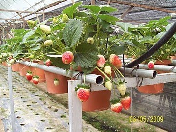 Strawberry Plant