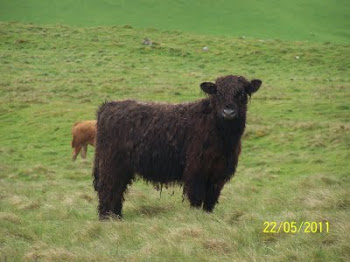 Galloway Cow