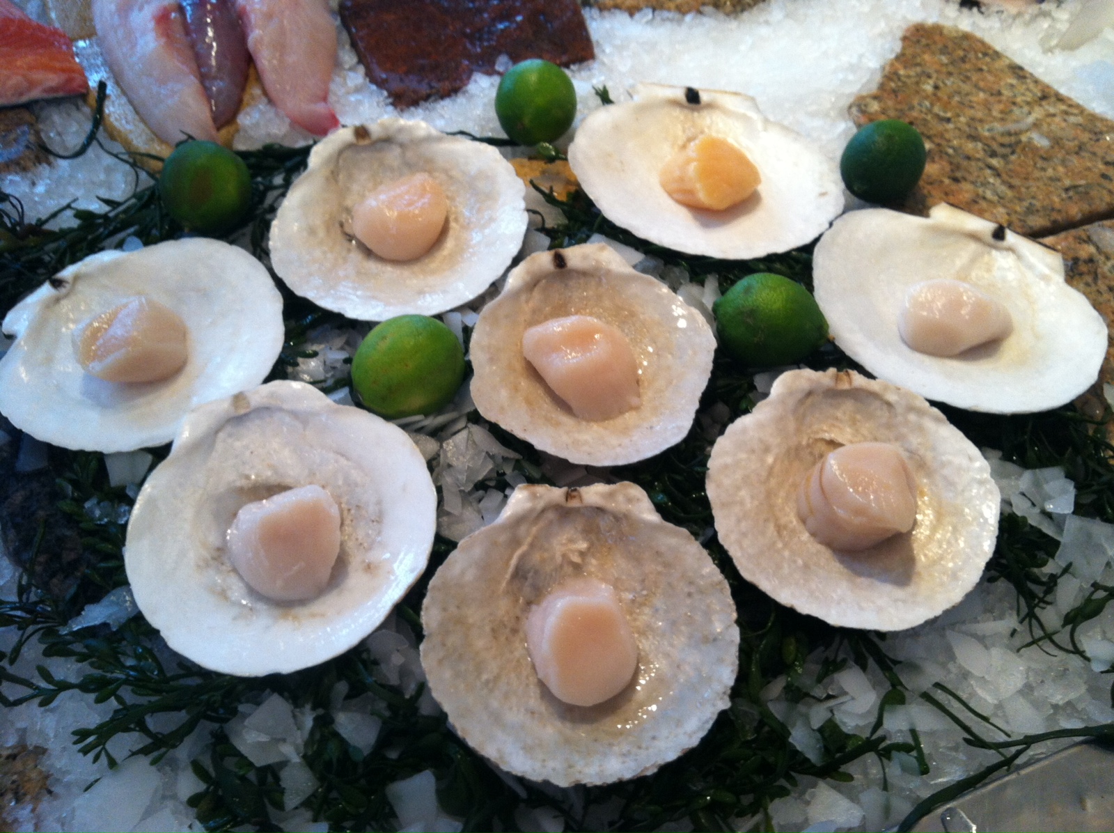 The Edible Ocean: Scallop Prices On The Rise