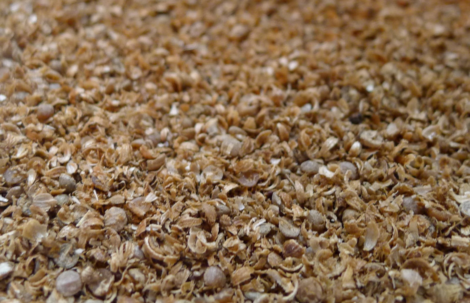 Less Noise, More Green Harvesting Coriander Seeds and Honey Roasted