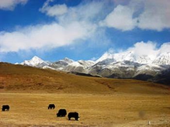 Yak and mountain in Tibet