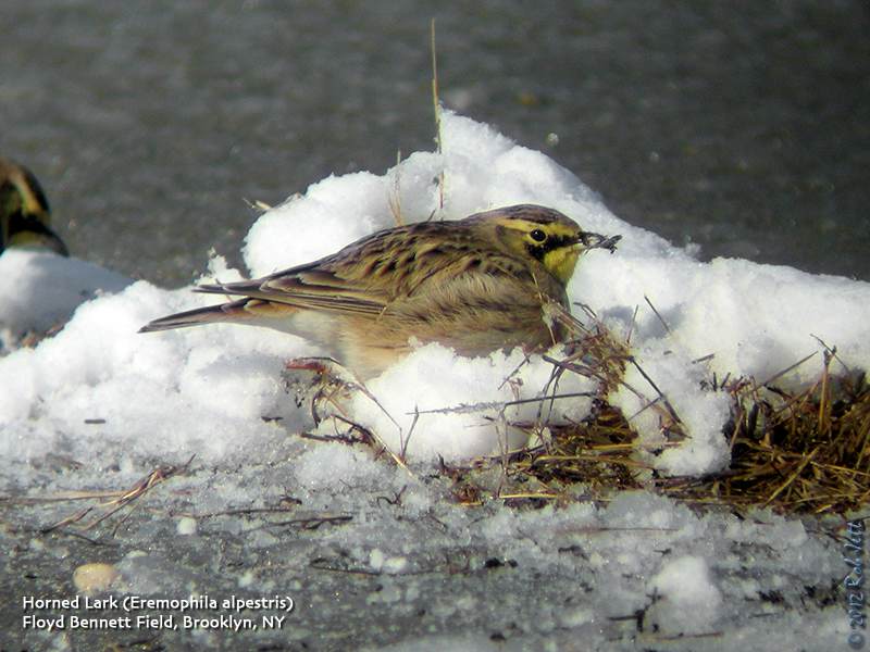 animals in competition