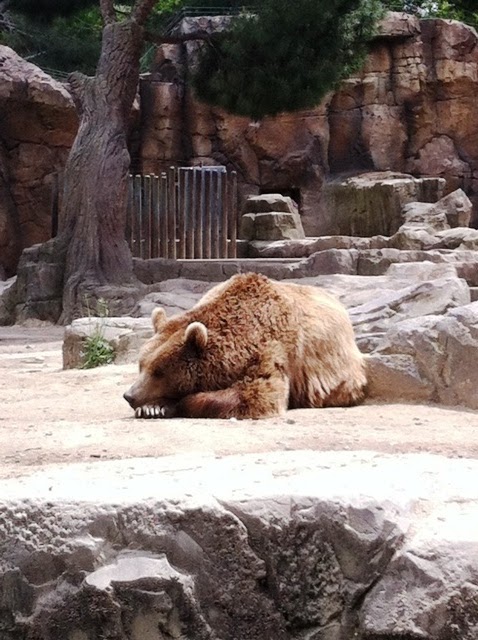 LAS NOTICIAS DE 5º B: EXCURSIÓN AL ZOO DE MADRID