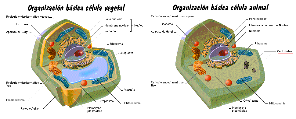 celula vegetal y sus partes. celula vegetal partes.