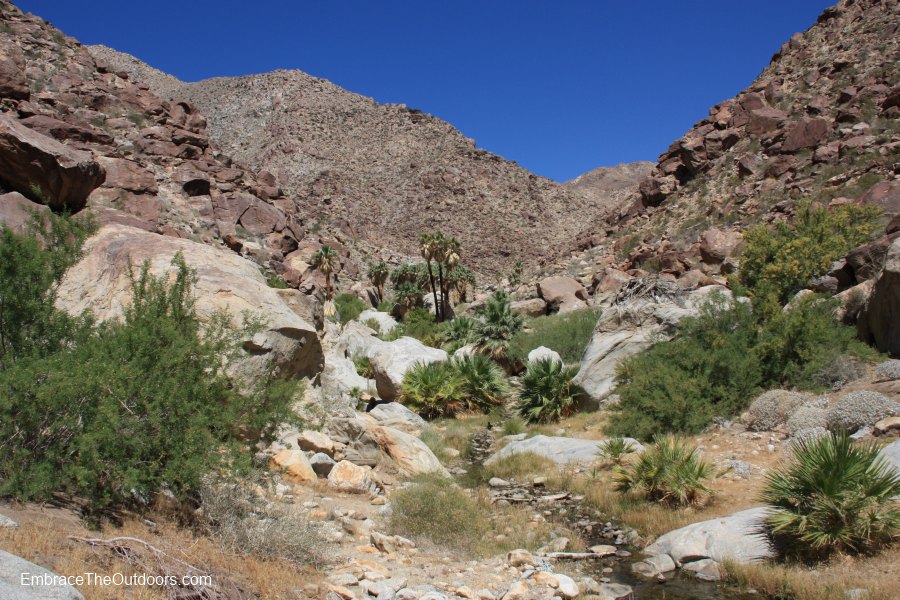 Borrego Palm Canyon