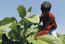 tobacco menace