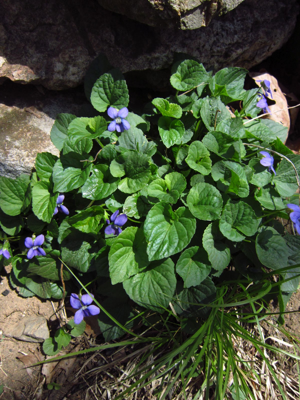 Bohemian Pages: Violet Syrup