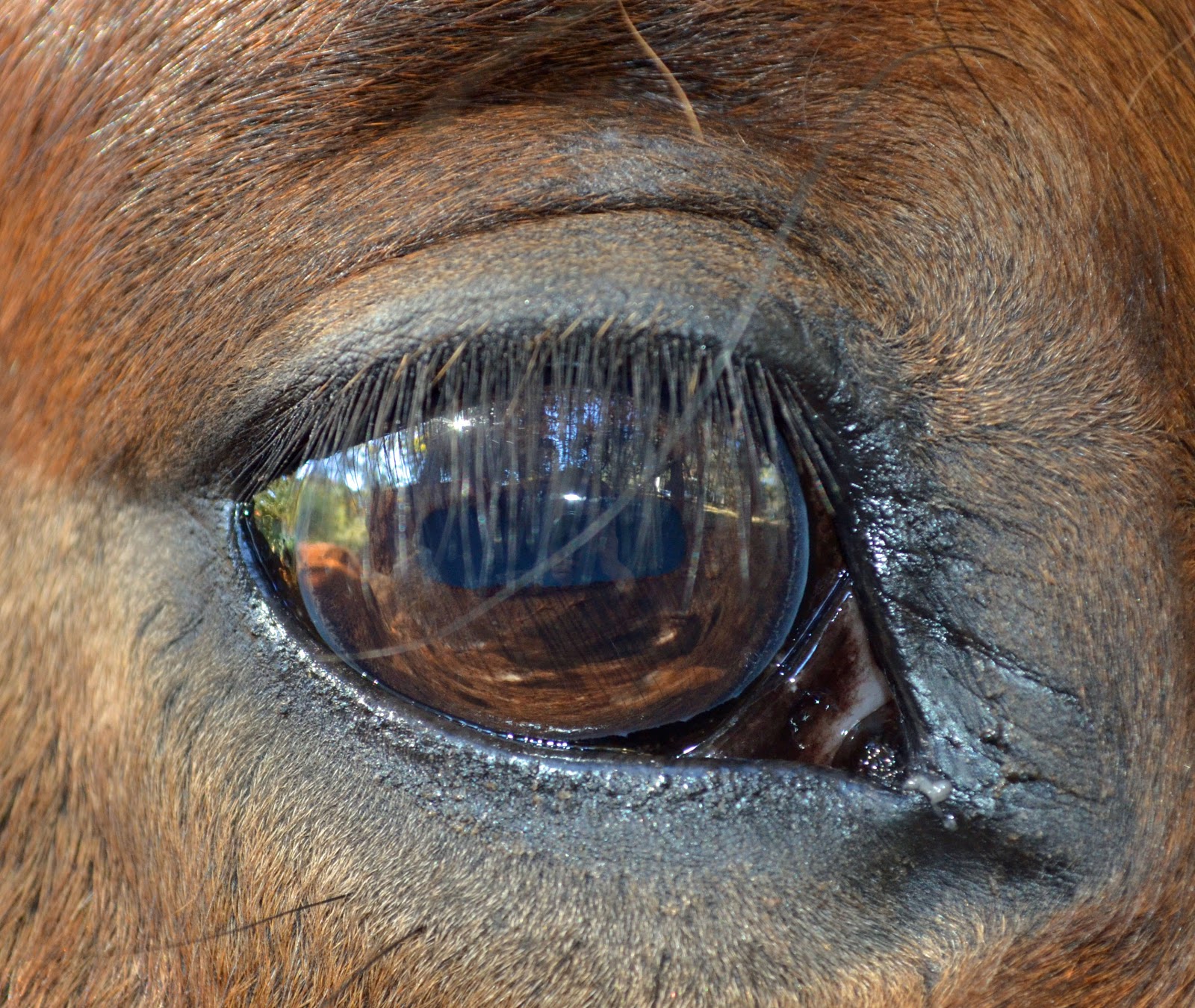 Discovering Ranch Life The eye of a horse