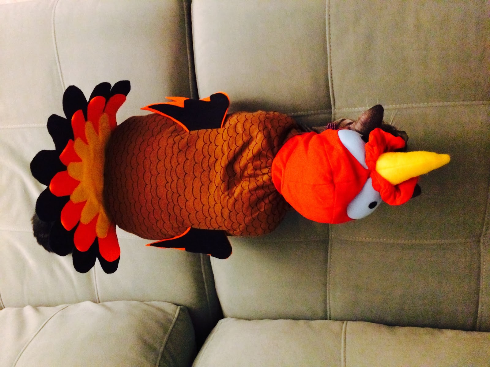 Your Daily Cute Happy Thanksgiving and Cats in Turkey Costumes!