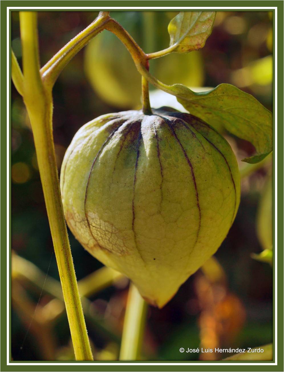 MI MUNDO MANUAL Y "ARTISTICO" TOMATE DE MILPA CON SU CARACTERÍSTICA