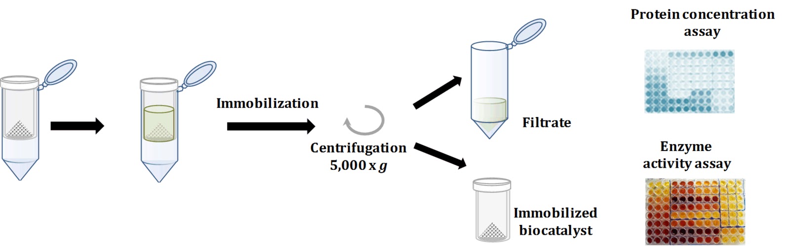 Francisco Plou Lab Microscale procedure for enzyme immobilization assays
