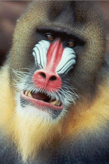 iphone background wallpaper