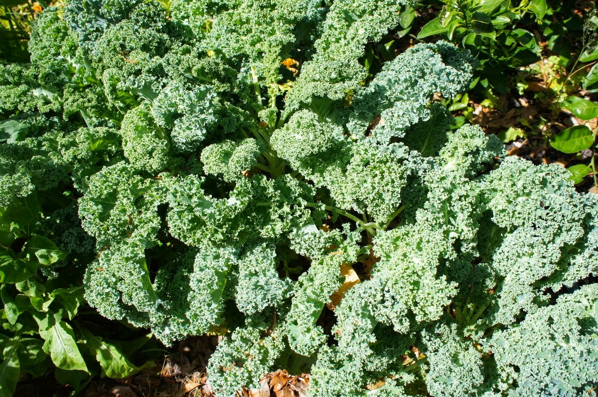 Gardening in Central Florida Kale...