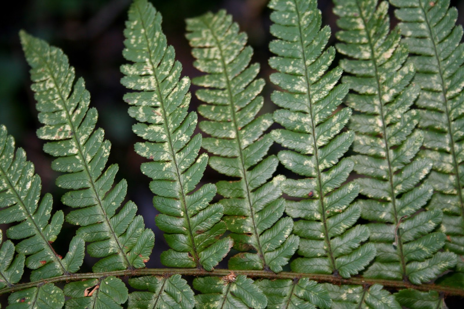 Filnore Woods Blog Male fern