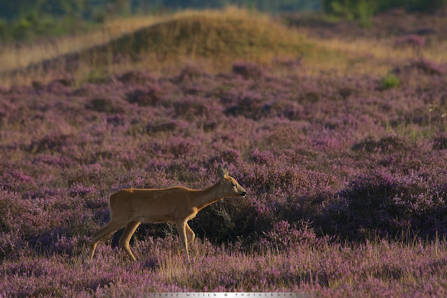 Ree met op de achtergrond één van de grafheuvels nabij de Aardjesberg - Roe Deer in front of ancient burial mound near Aardjesberg Netherlands