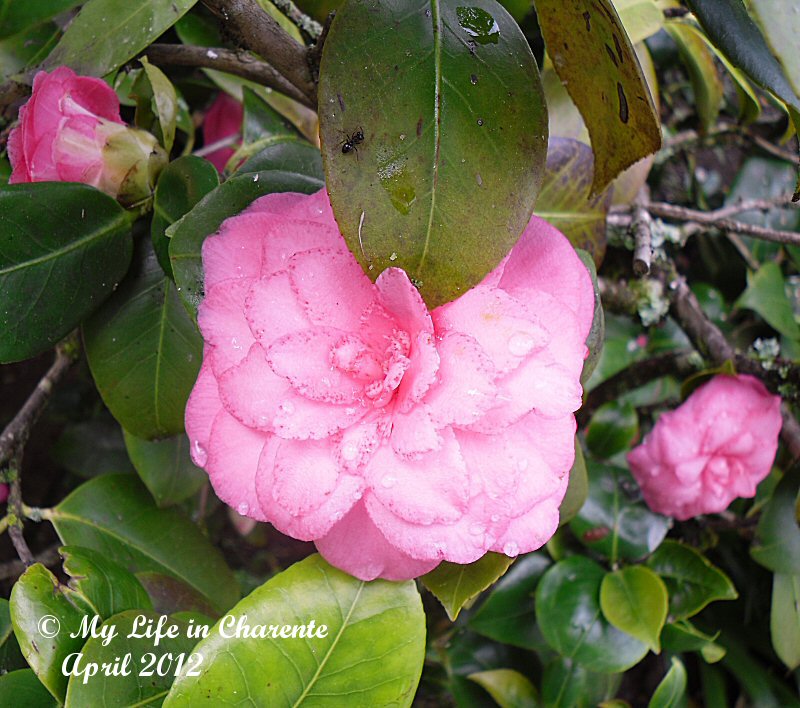 Herbier Du Jardin Oranger Du Mexique