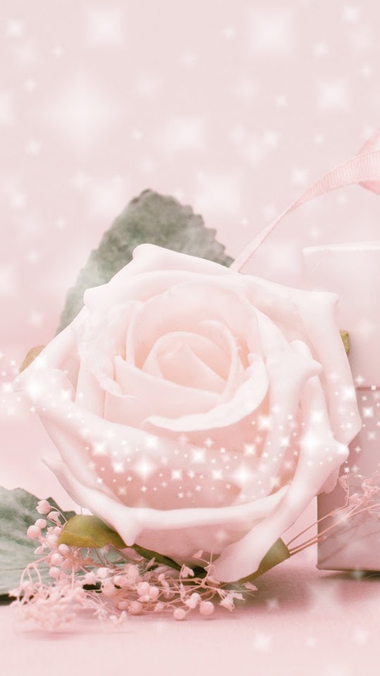   Pink Rose Gift   Android Best Wallpaper