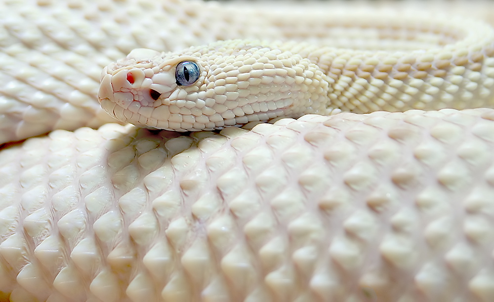 White-Snake.jpg