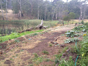 The beginnings of a food forest near the shed and the dam.