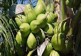 Kelapa Kaya Manfaat Baik Untuk Kesehatan