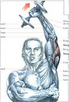 extension triceps