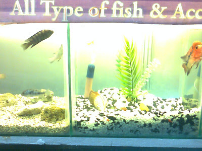 fish aquarium ahmedabad