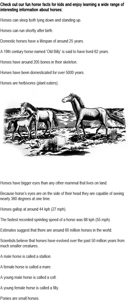 Fun facts about horses for kids