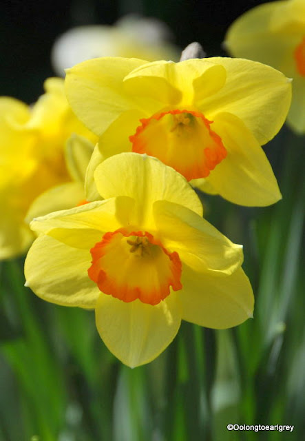 UK Daffodils