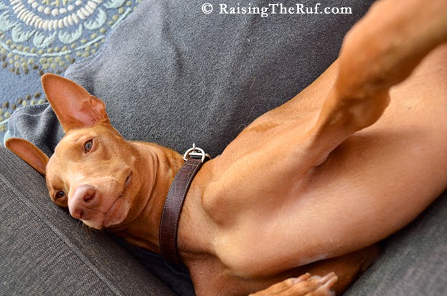 pharaoh hound dog selfie