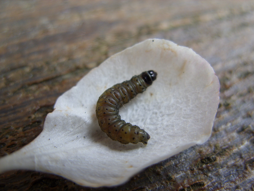 Kelli's Northern Ireland Garden: Things that Invade