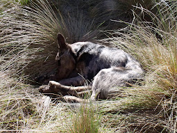 Hemi in the grass