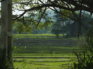 Riz Sri Lanka