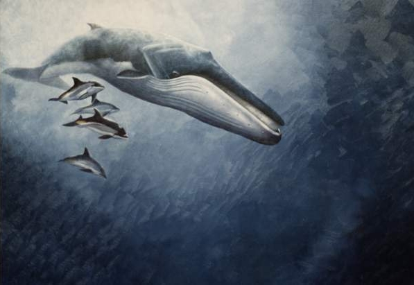 Fin Whale Endangered