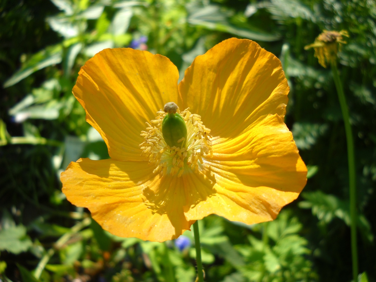 Aianduslik Kes On Kes Pusilillede Seas