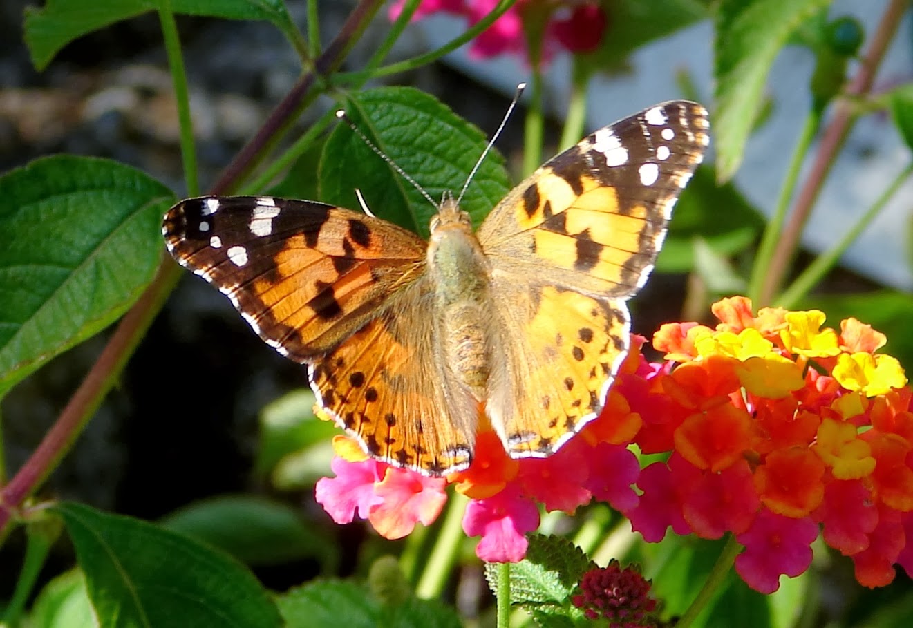 BREATHTAKING The Portrait of a Lady