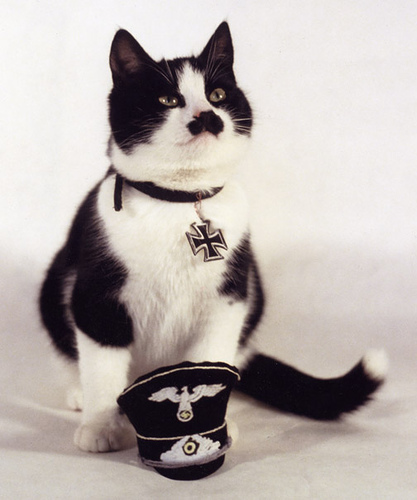 heil kitler! gatti che assomigliano a hitler