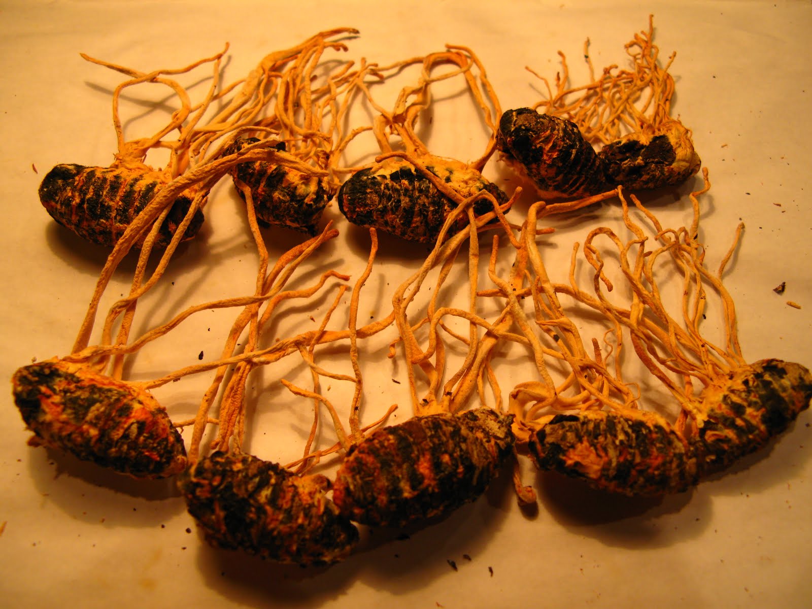 Mushrooms And Their Medical Properties Cordyceps mushrooms