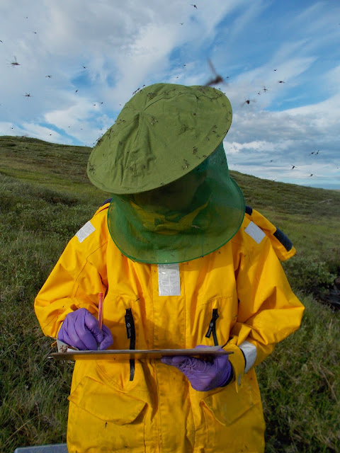 Alaska Mosquitos Tundra North Slope