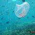 Plastic in the Oceans Affects Us All Including Cats