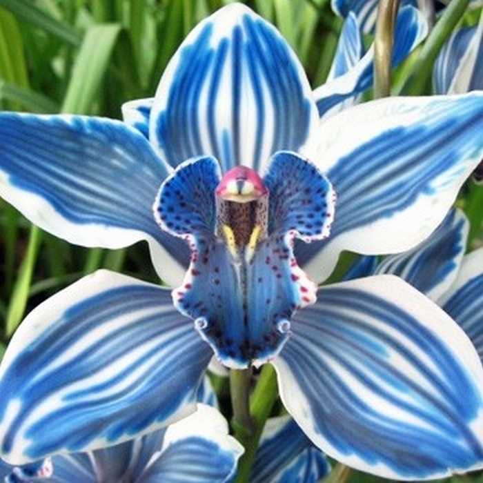 The Nicest Pictures Blue Cymbidim Orchid