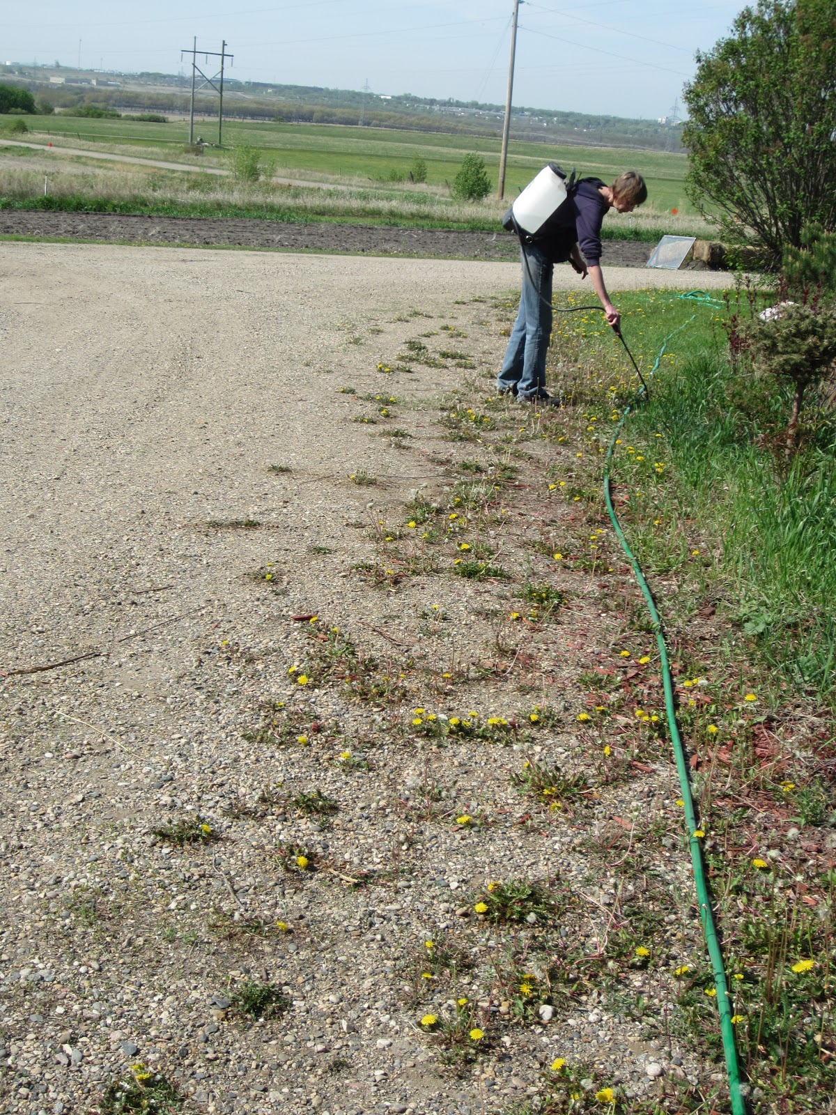 Aagaard Farms THE VINE Hitting The Weeds With Vinegar!