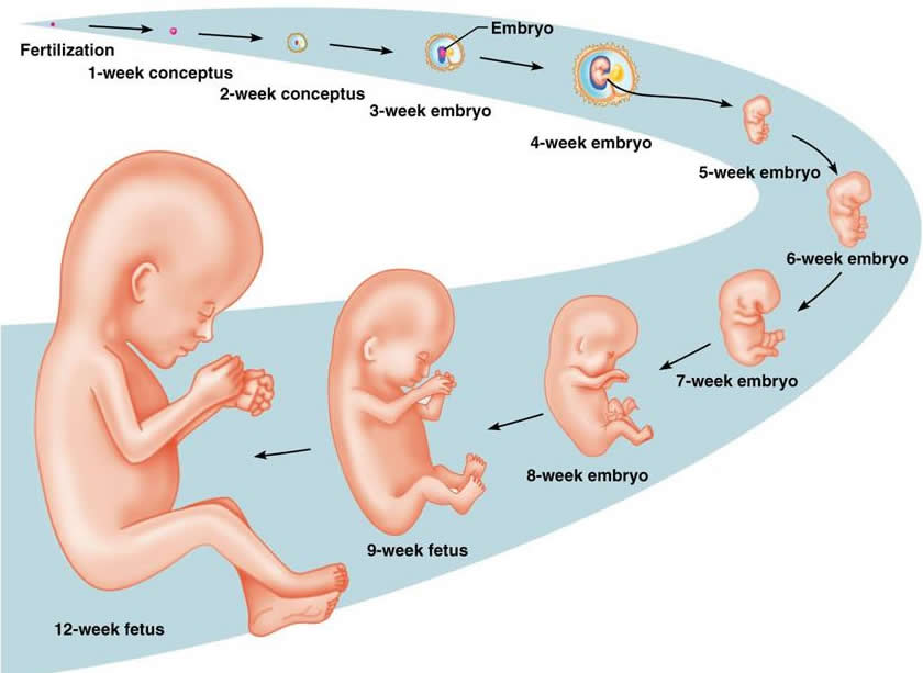 Stages in Pregnancy