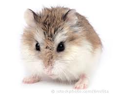 cinnamon dwarf hamster