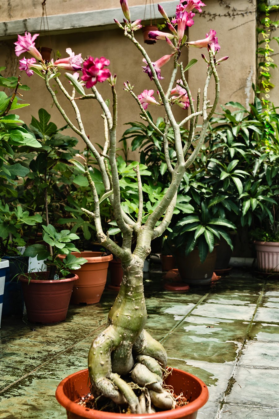 Adeniums Desert Roses That Are More Rose And Less Desert Half Adeniums Desert Roses That Are More Rose And Less Desert Half