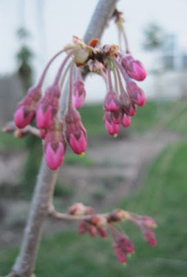Buds on a weeping cherry first day spring