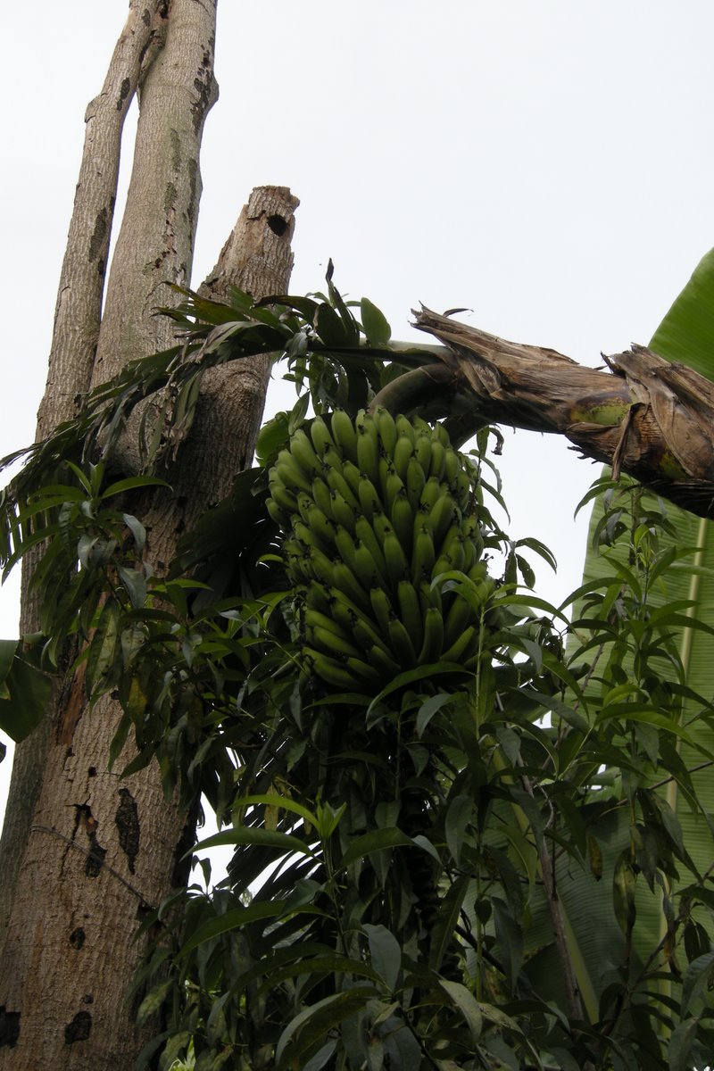 Caoba Farms Organic Farming in Antigua Guatemala Our Products