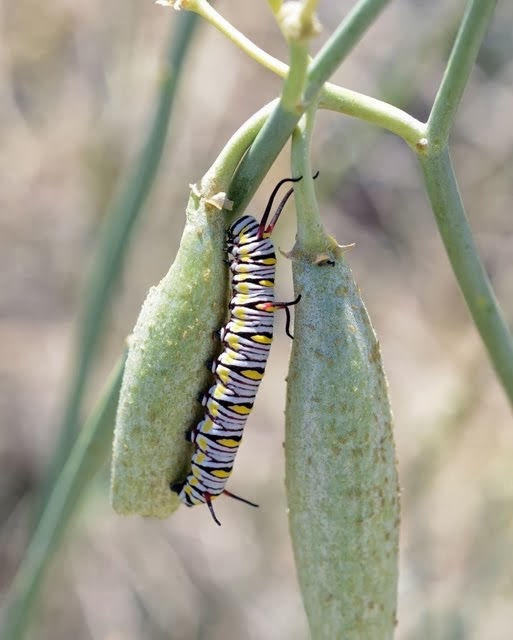 Queen Butterfly Caterpiller 032